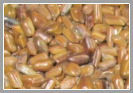 Cassia Torae Semen Seeds